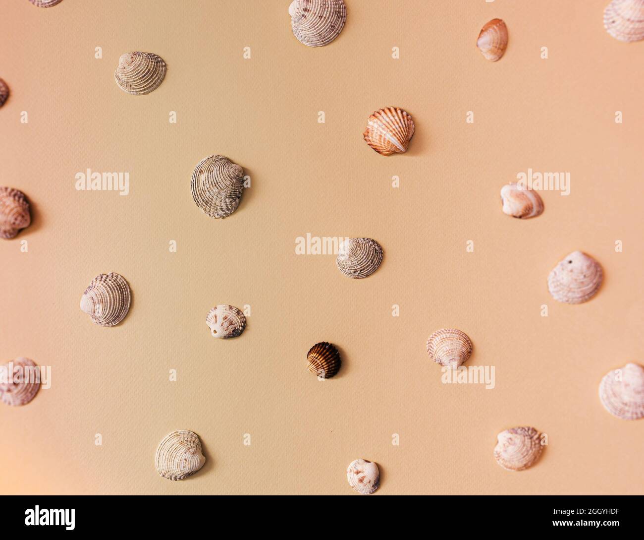 A Cute Pattern Or Wallpaper Made Of Sea Shells On Beige