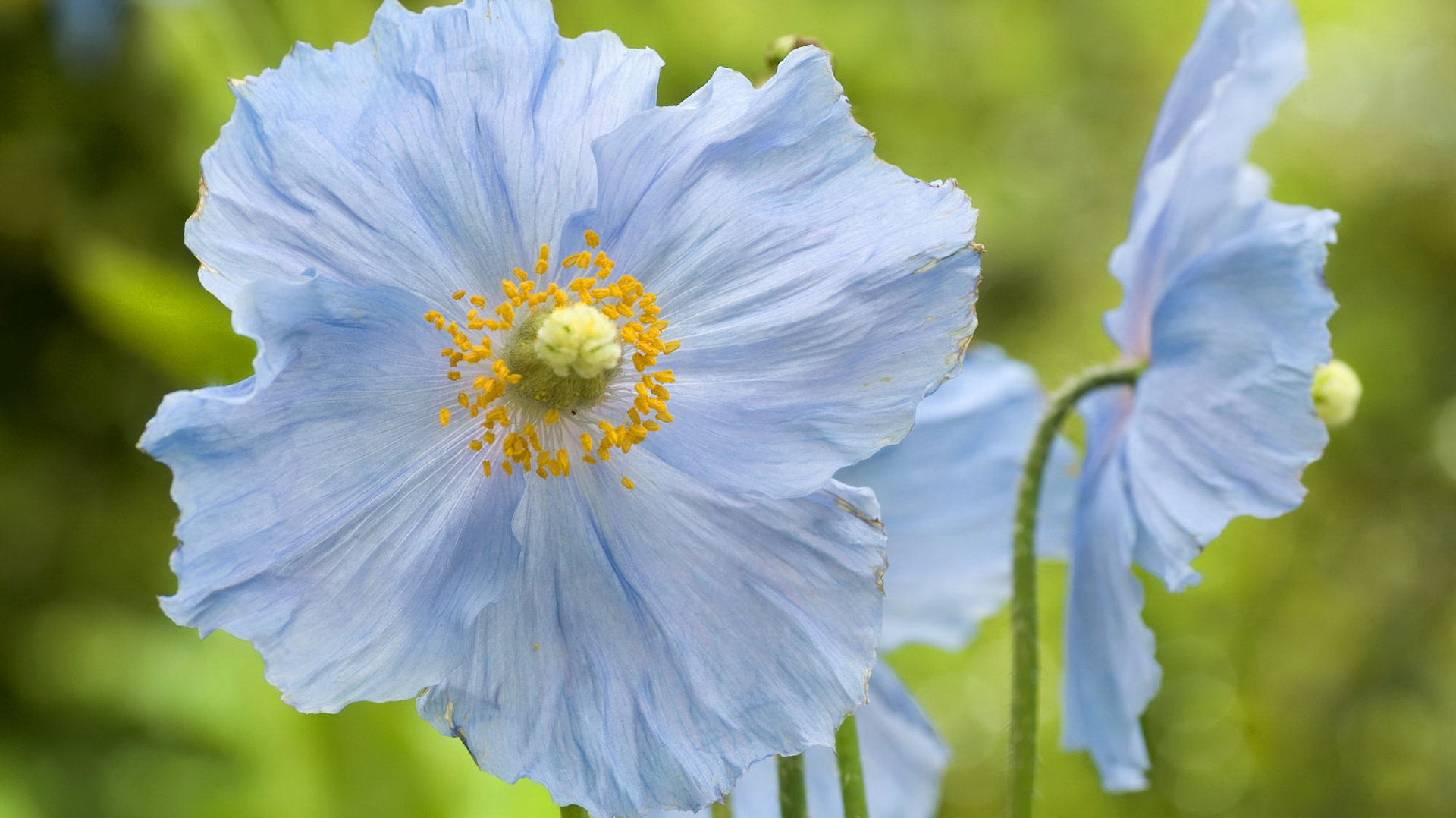Image Of Flowers A Light Blue Flower In Full Bloom Yellow Stamen