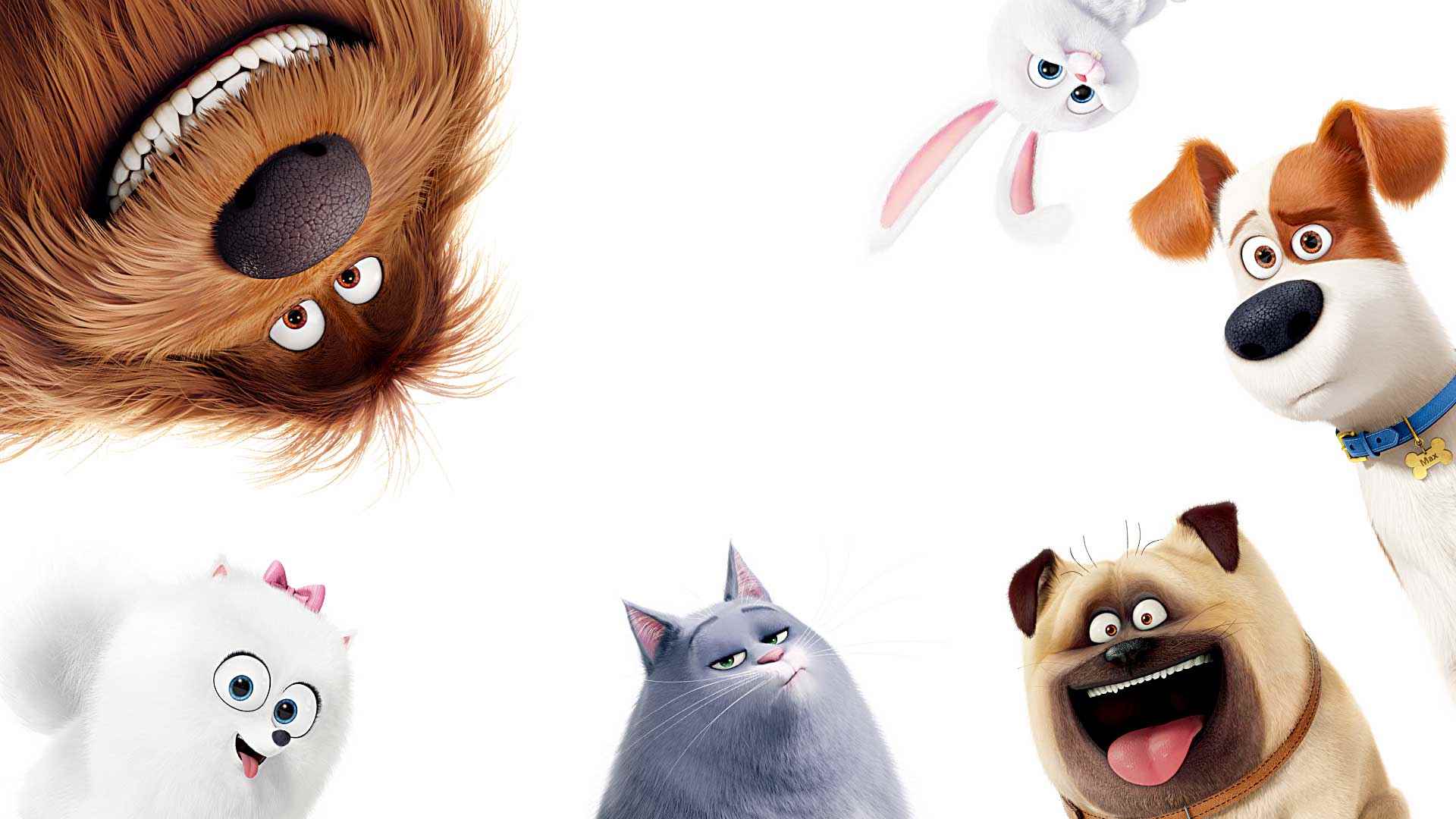 The Secret Life Of Pets Wallpaper And Background Image