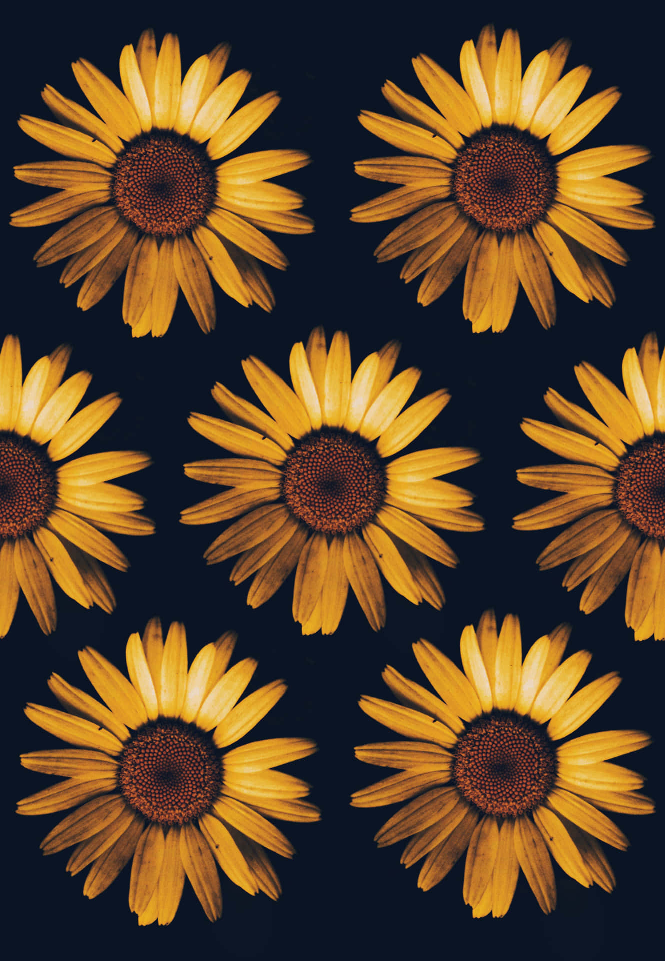Sunflowers On A Dark Background Wallpaper