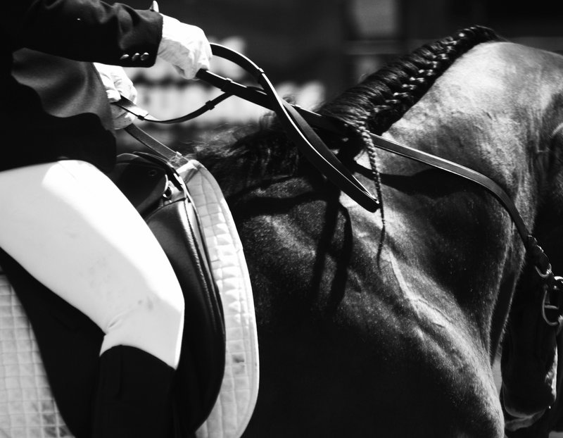 Dressage Black And White By Dianaexperiment