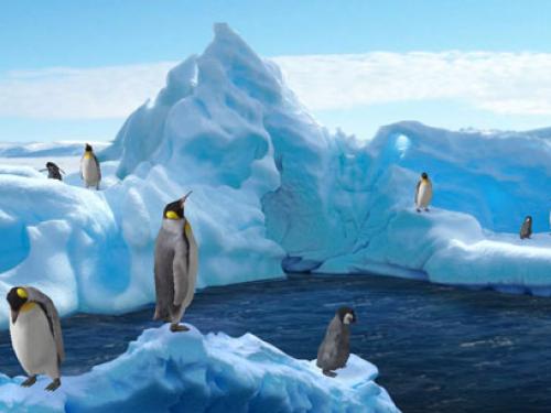 Wallpaper Enjoy 3d Penguins For Your Puter Desktop