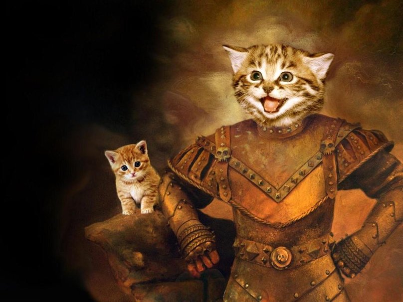 The Warrior Cat Wallpaper