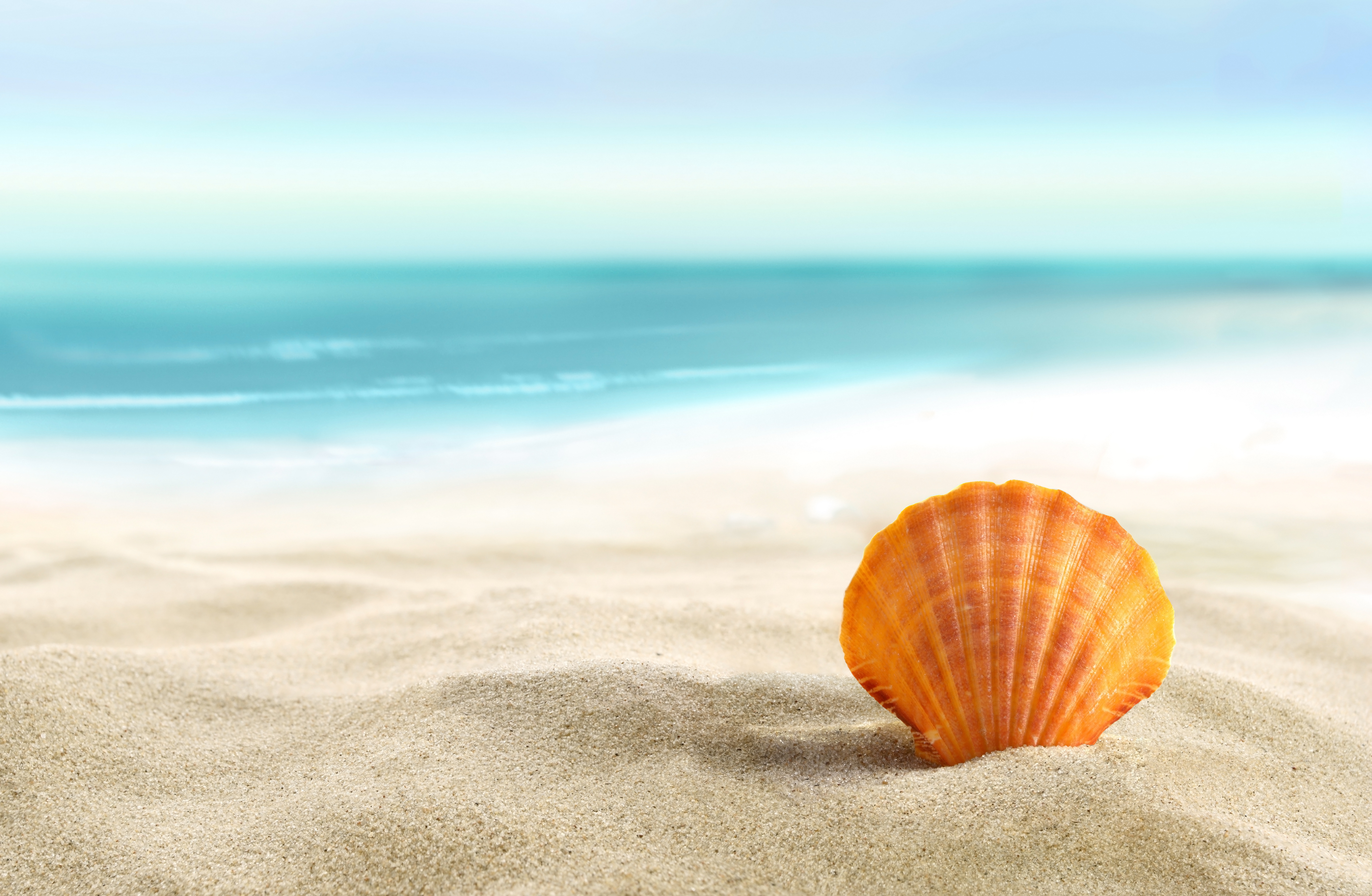 Seashell Sand Beach Summer Sea Sun Shell Wallpaper