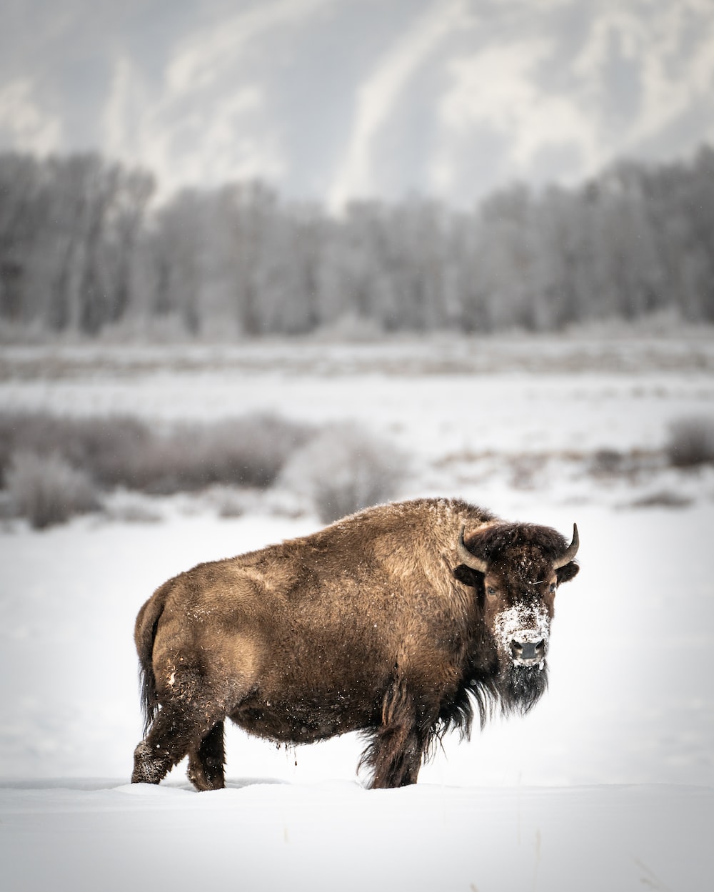 Bison Pictures Image