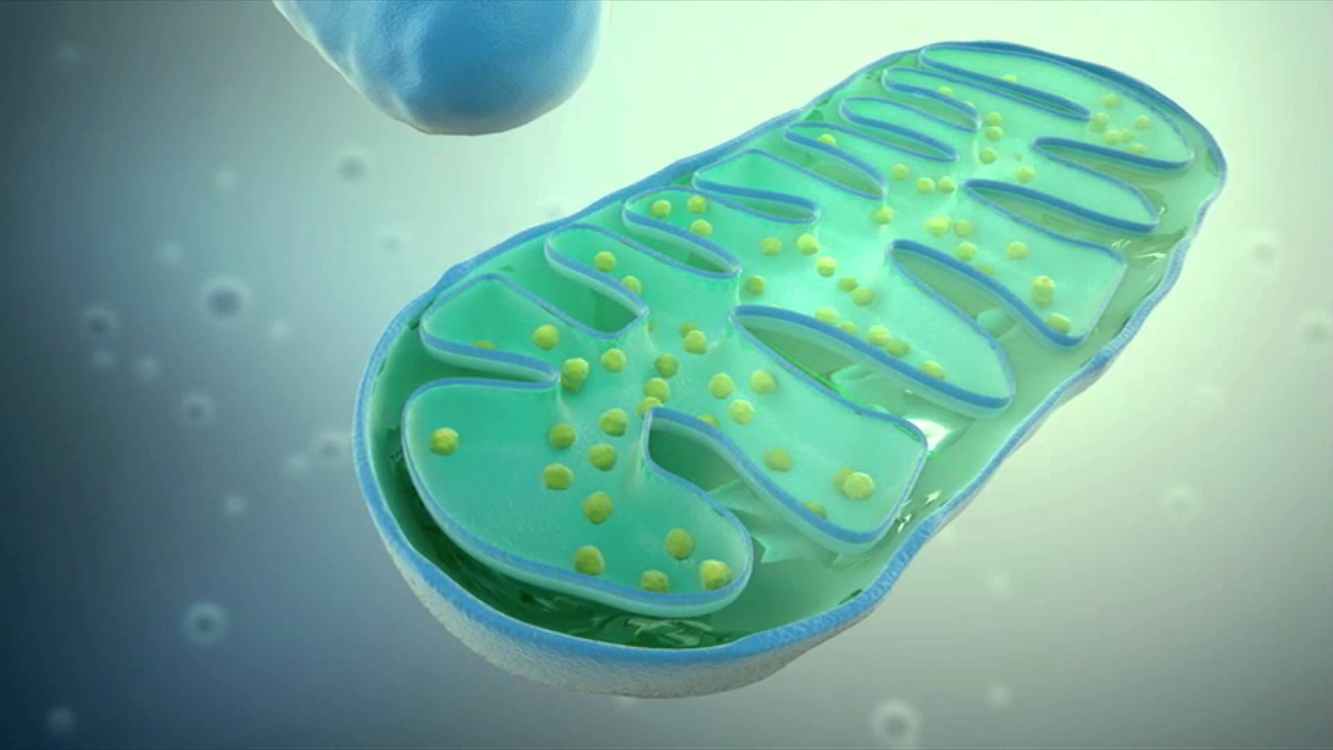 Best Mitochondria Wallpaper