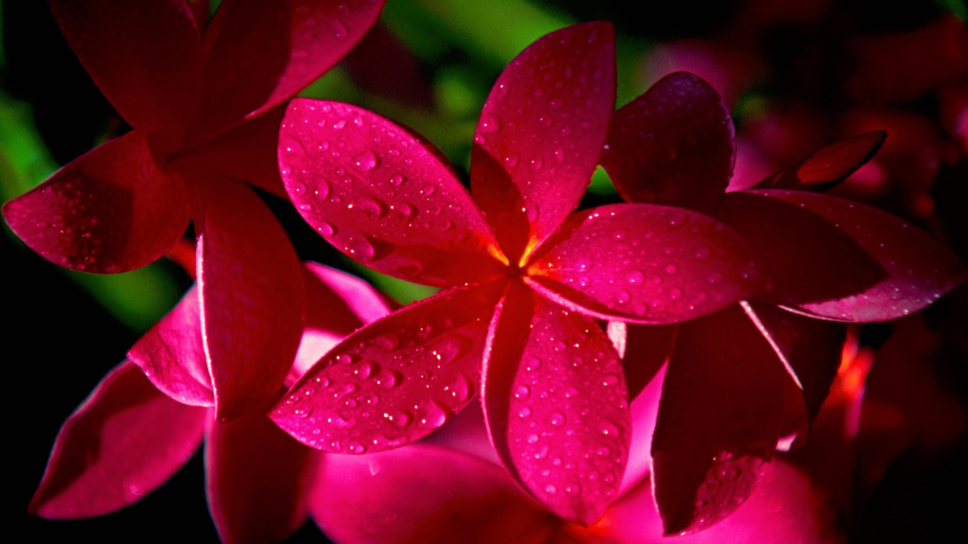 Close-up of vibrant pink frangipani flowers with water droplets, showcasing their delicate beauty and tropical allure