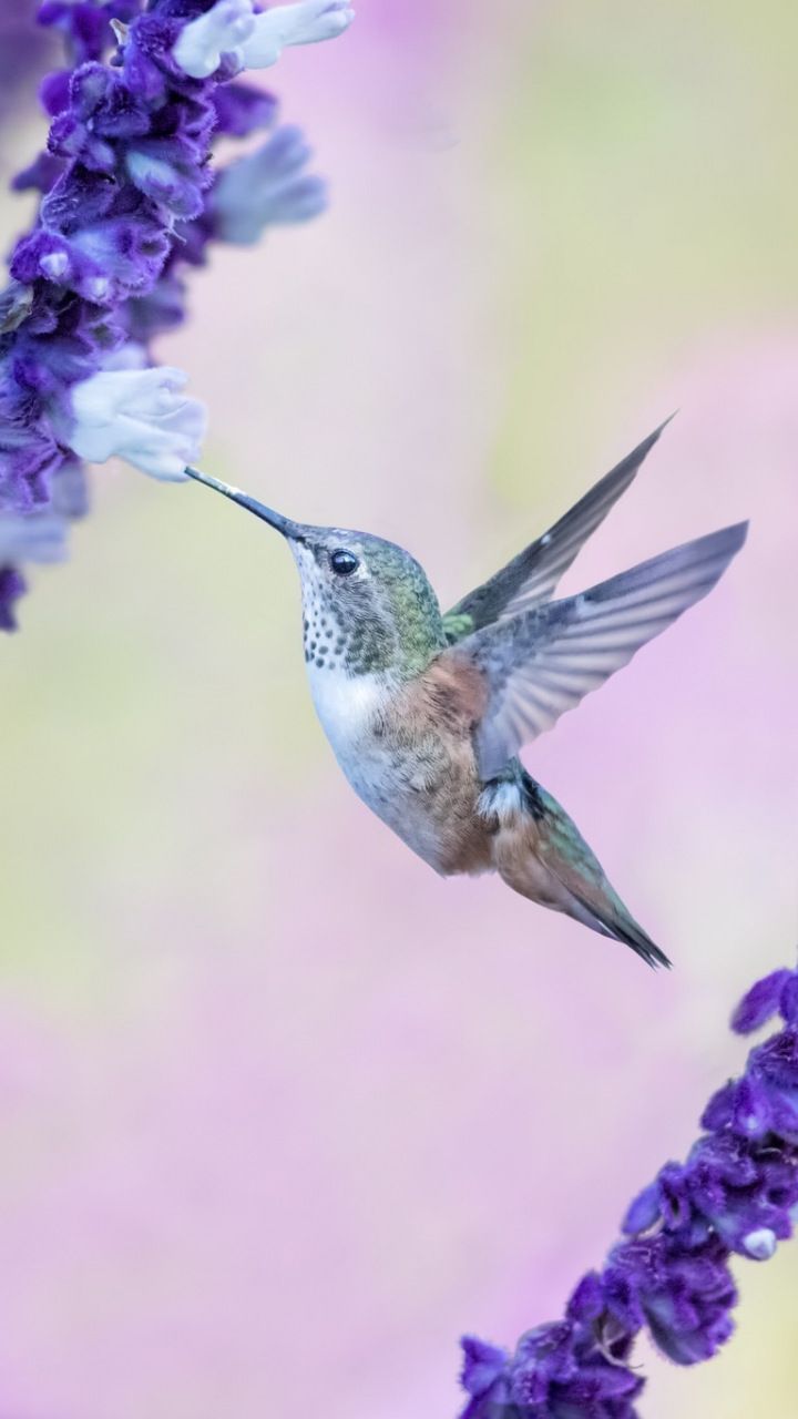 Flight Flowers Cute Hummingbird Wallpaper