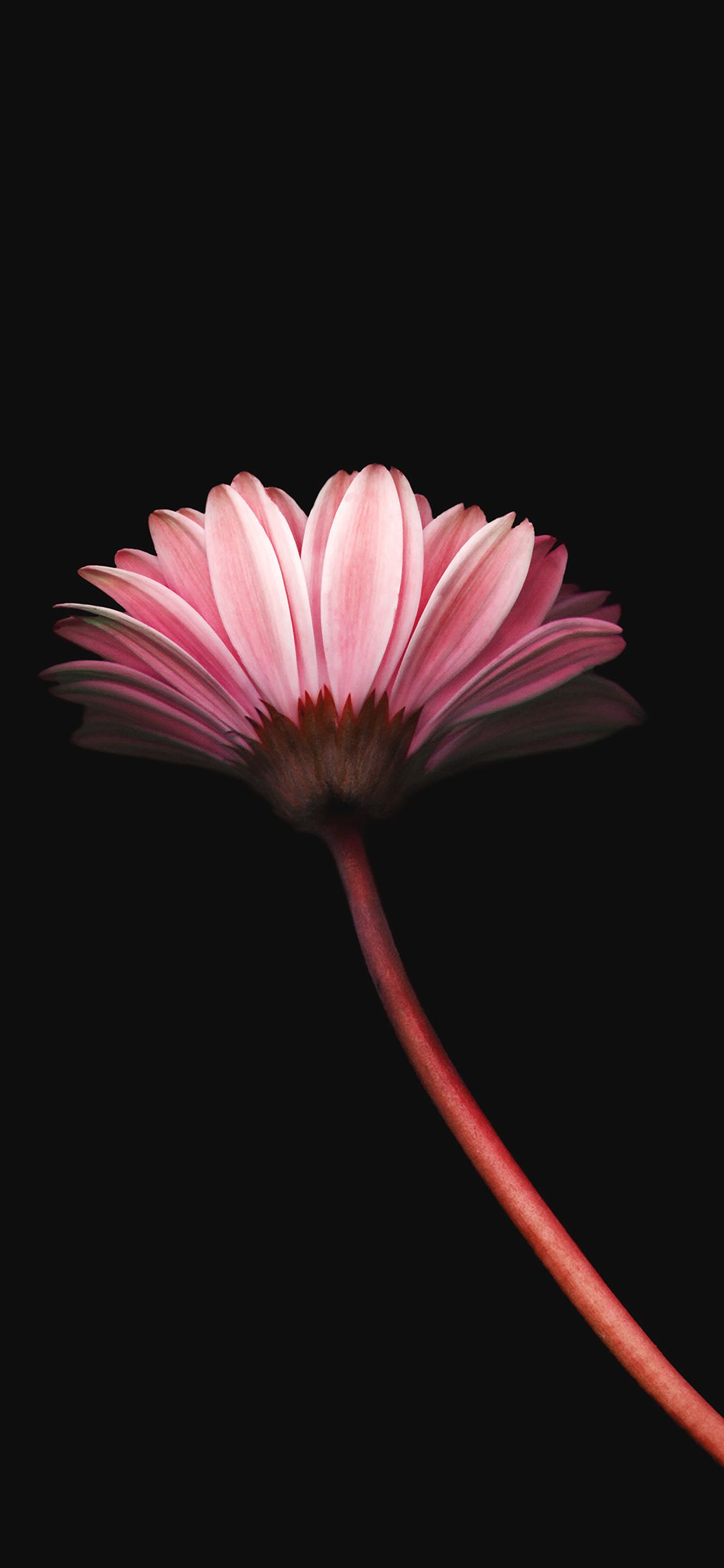 Simple Flower Wallpaper