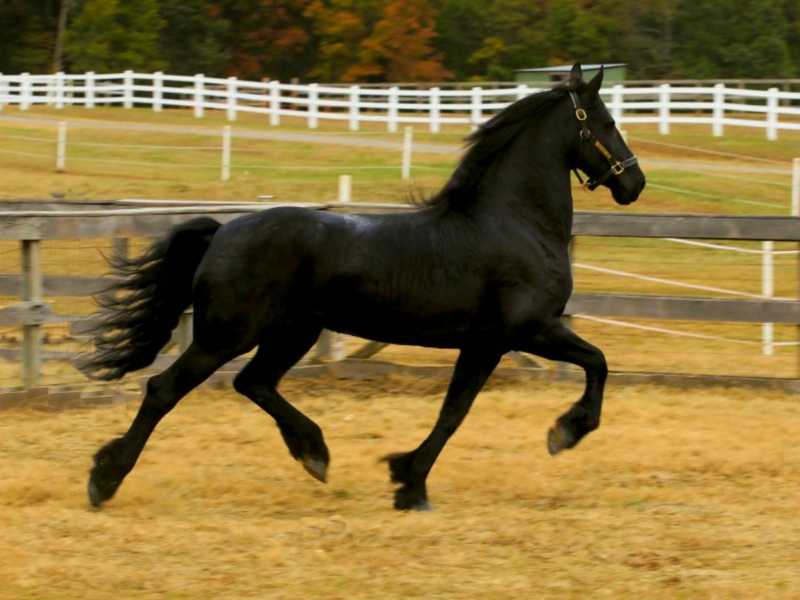 Horses Black Horse Animals HD Desktop Wallpaper