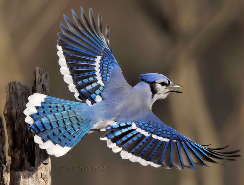 Pictures Blue Jay Bird In Flight