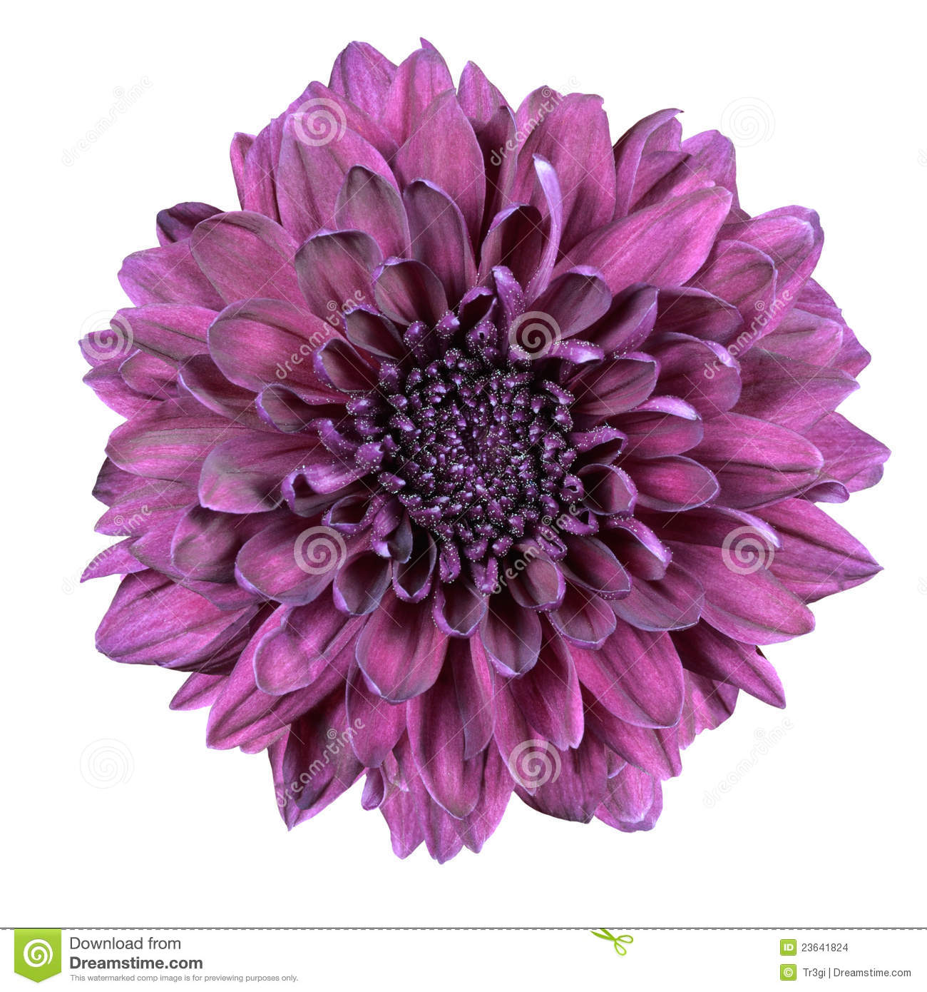 Purple Chrysanthemum Flower