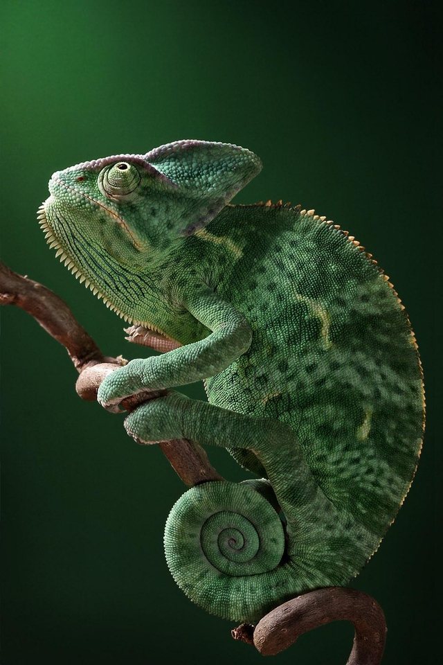 Green Chameleon iPhone Wallpaper HD