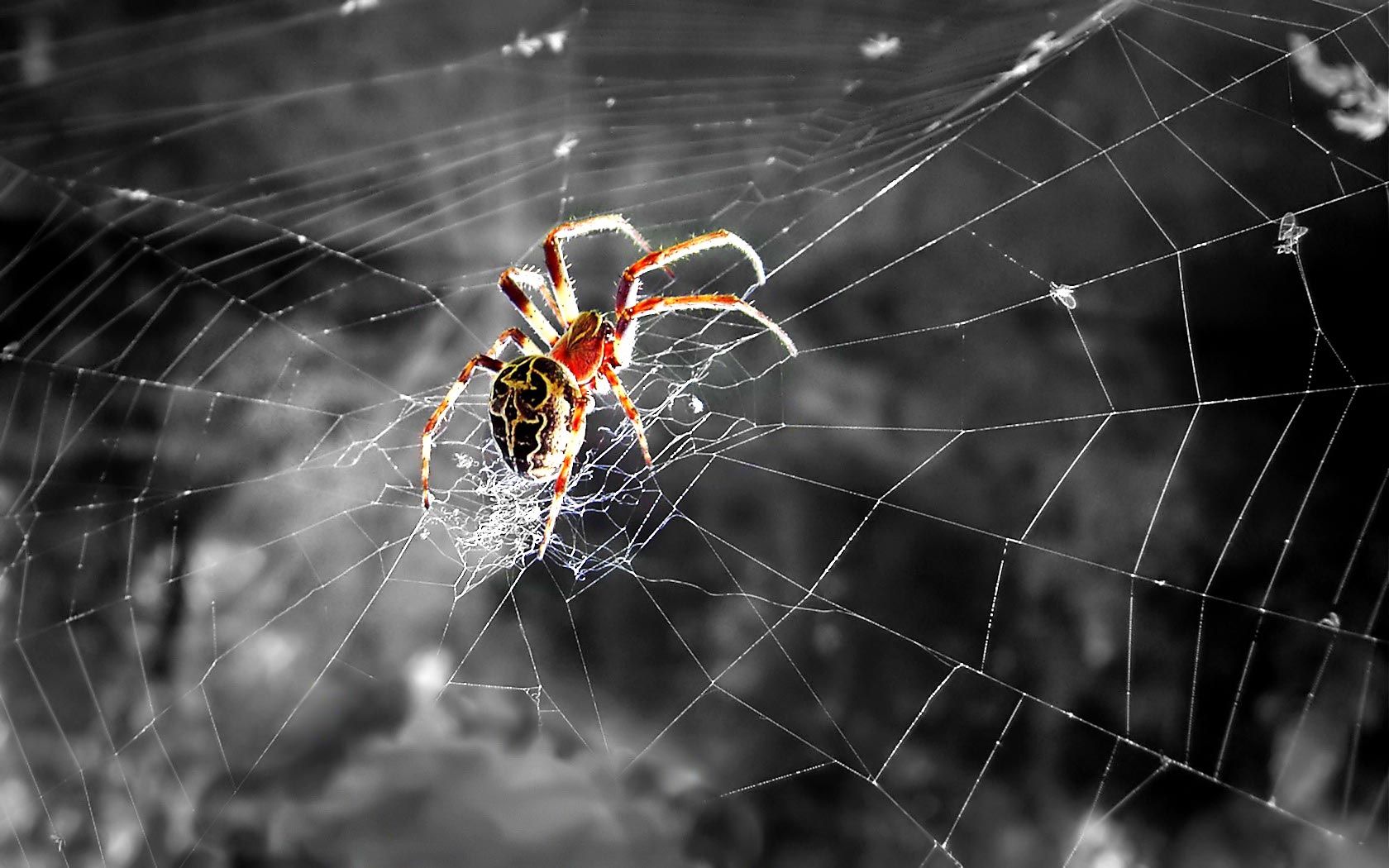 Spider Wallpaper Desktop Background Cfv Animals
