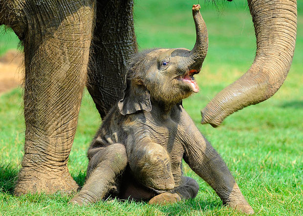 Newborn Baby Elephant At Whipsnade Zoo In Bedfordshire Gets Its Tail
