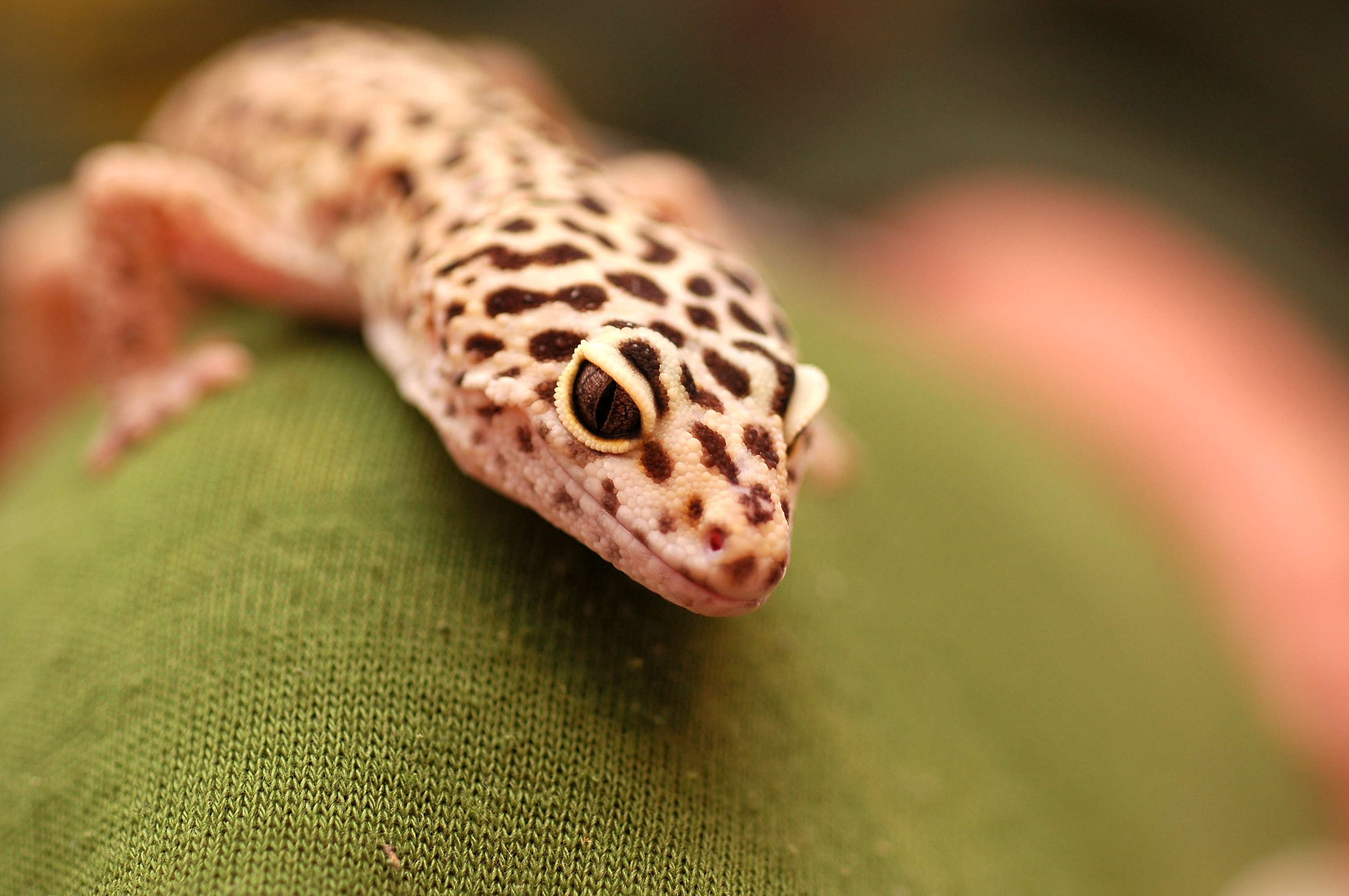 Leopard Gecko Morphs HD Wallpaper Background Image