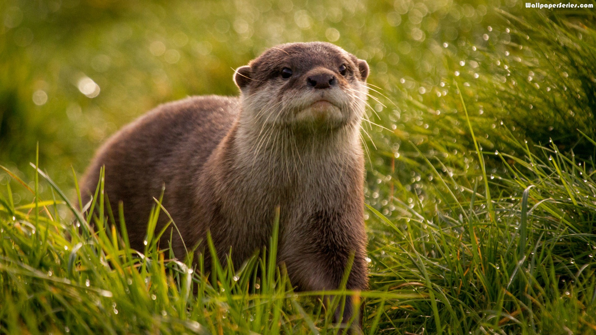 Otter Wallpaper