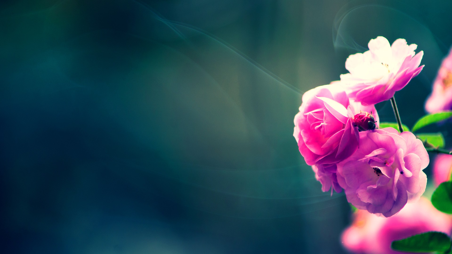 Close-up of vibrant pink roses in bloom, with a soft, dreamy background and a hint of smoke, creating a beautiful and romantic floral wallpaper