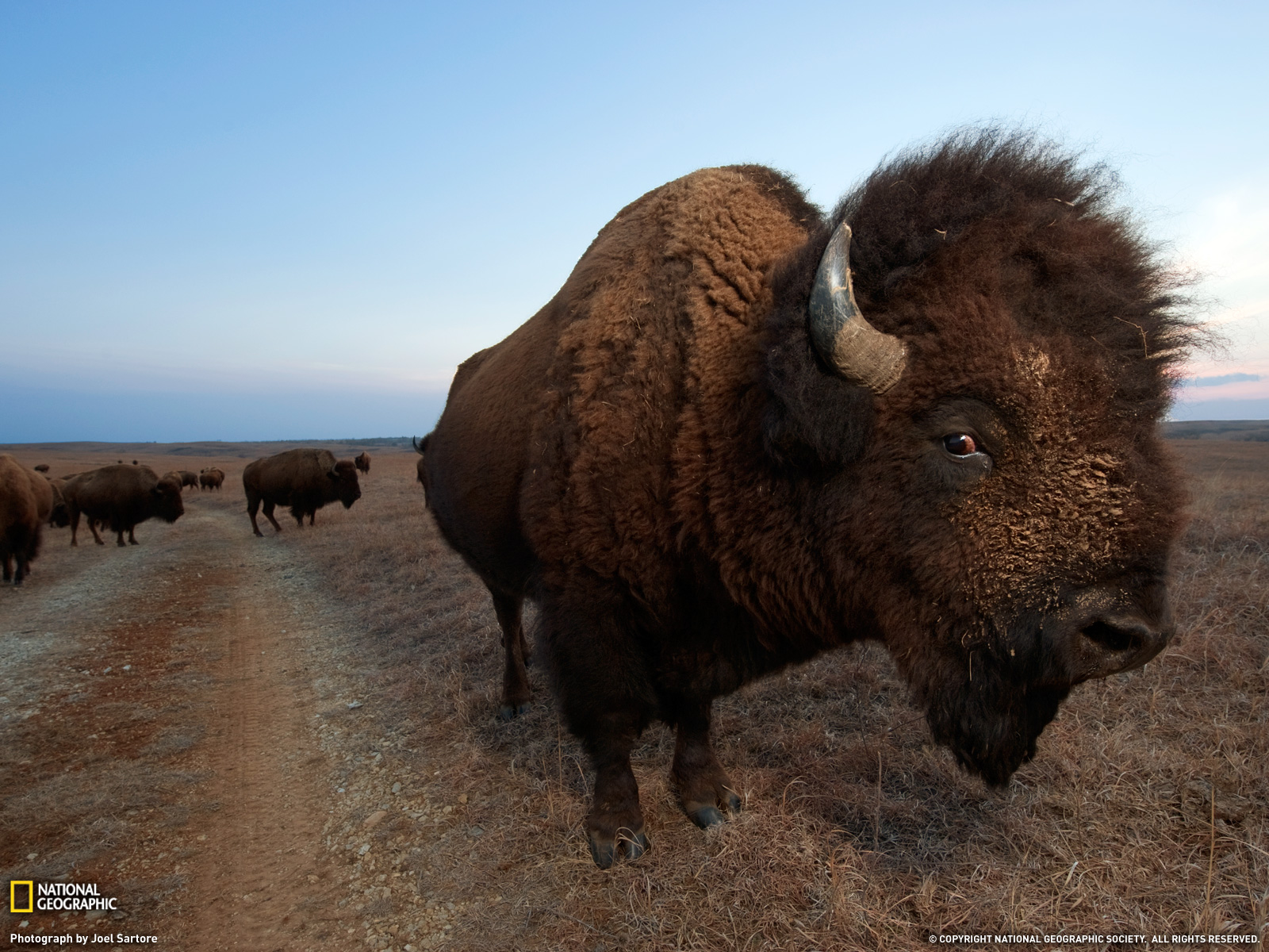 Bison Photo Animal Migration Wallpaper National Geographic