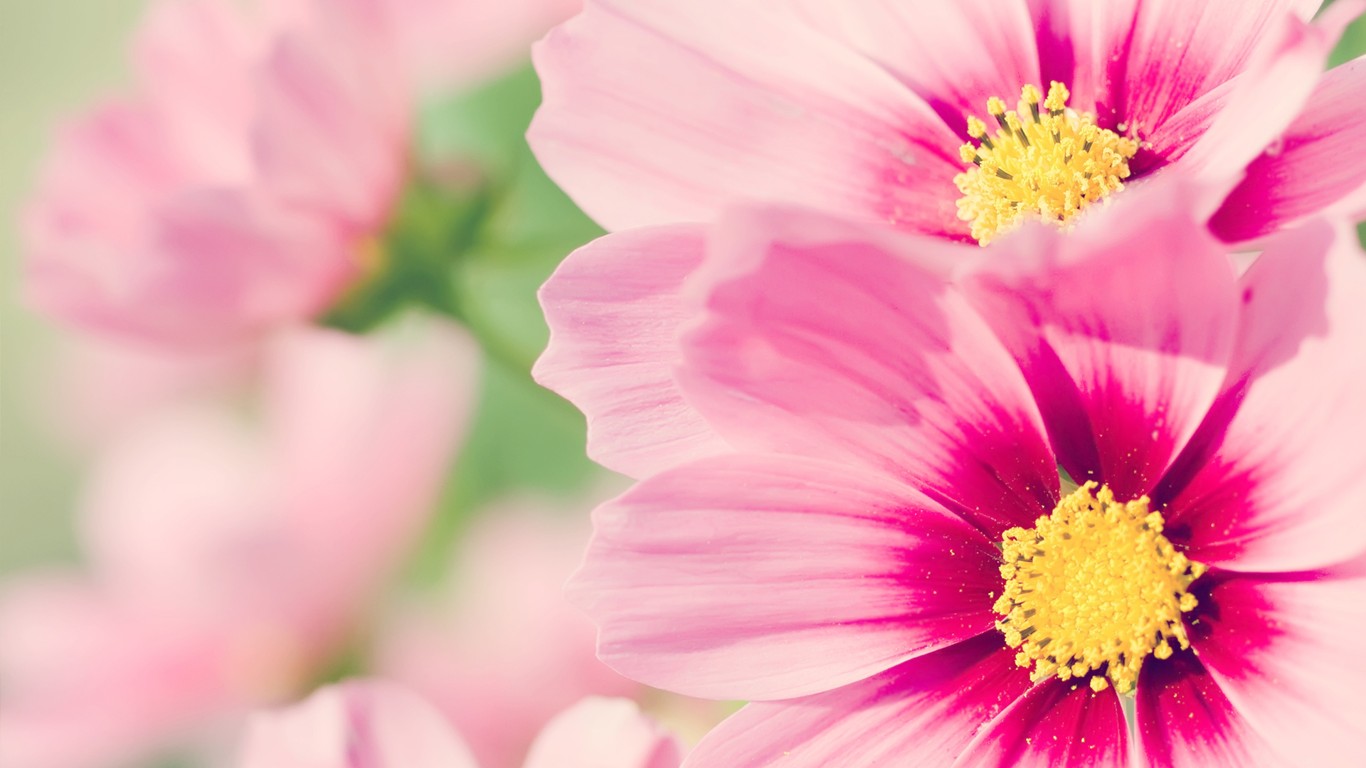 Pink Daisy 1366x768 Wallpapers 1366x768 Wallpapers