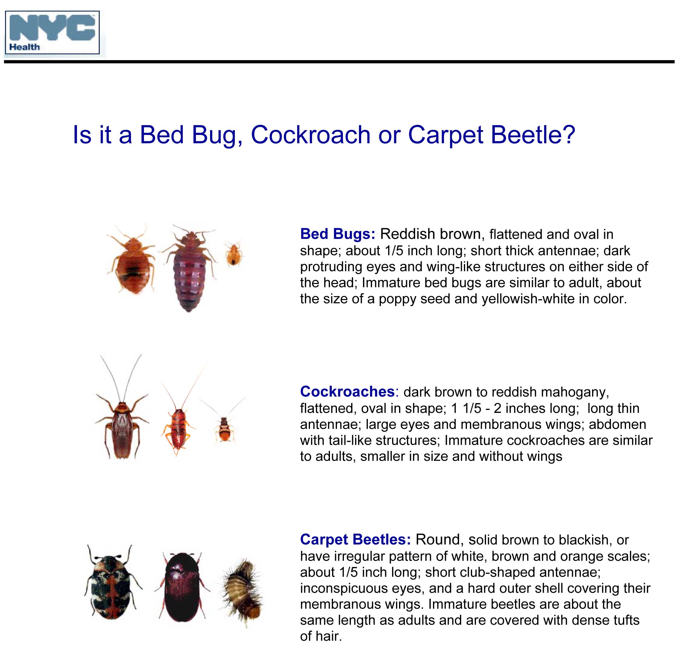 Carpet Beetle Dermais Treatment Wallpaper