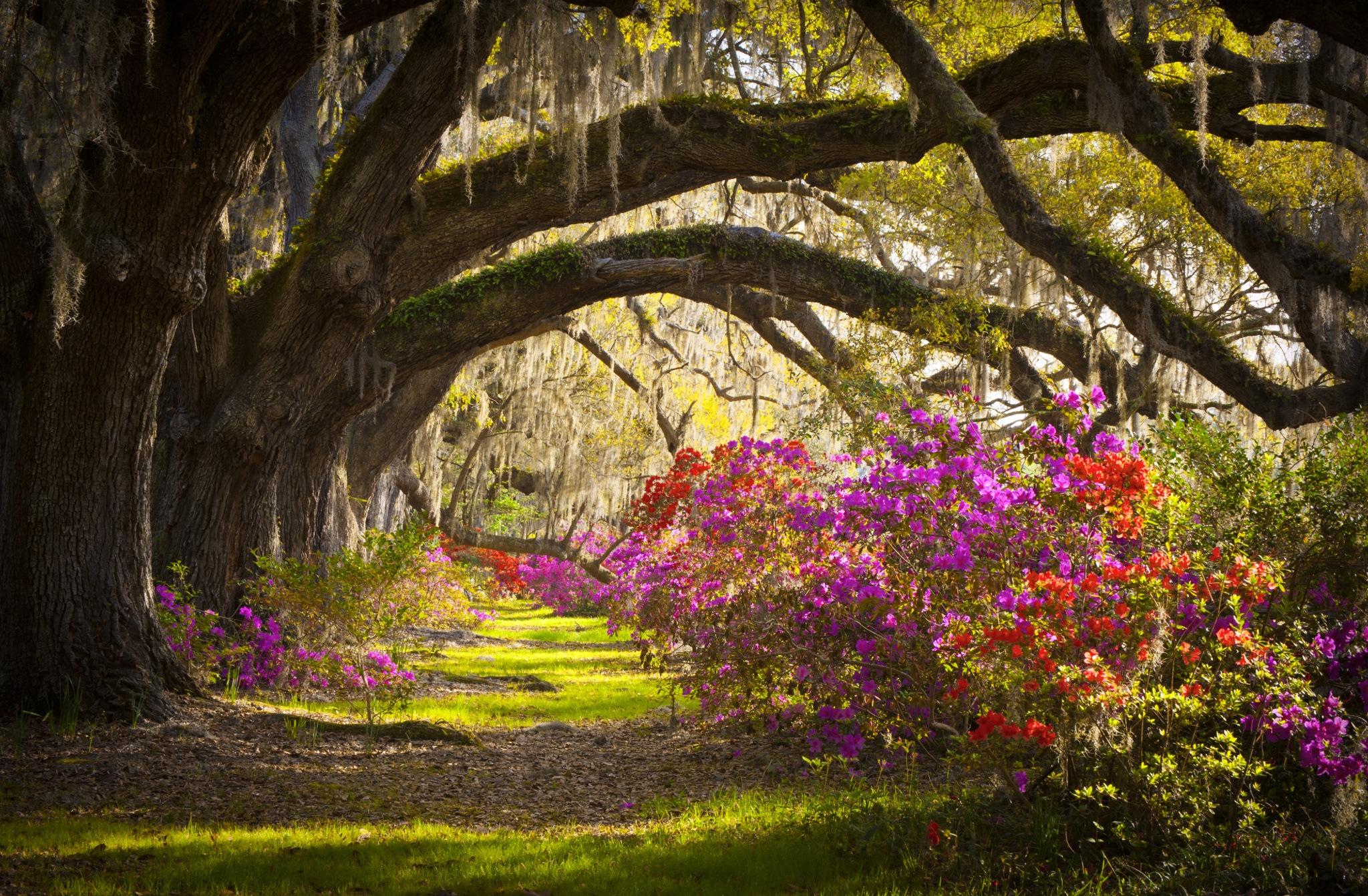 Earth Magnolia Tree South Carolina Azalea Flower Landscape Charleston