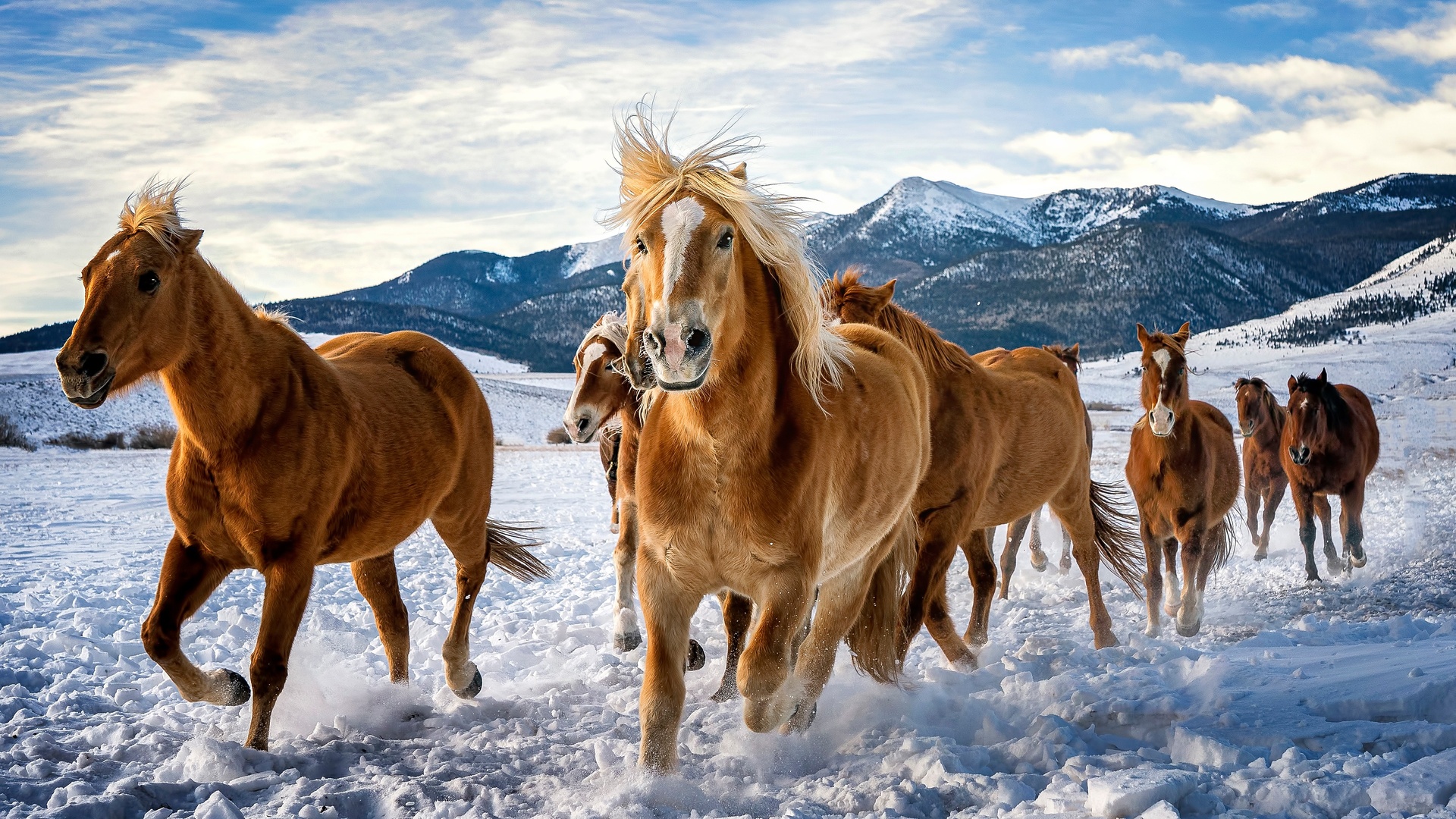 A herd of palomino horses gallops through a snowy field with a mountain range backdrop