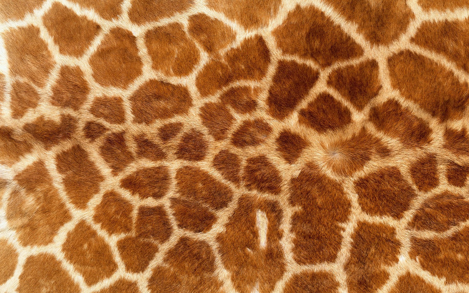Giraffe Achtergronden Dieren HD Wallpaper Foto Jpg