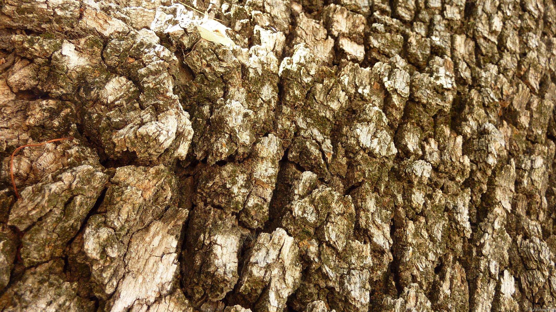 Tree Bark Background With Moss Ii