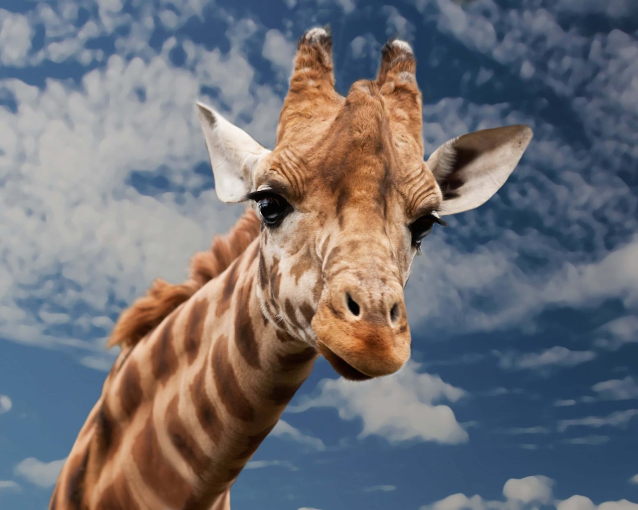 Funny Giraffe HD wallpaper for 1280 x 1024   HDwallpapersnet