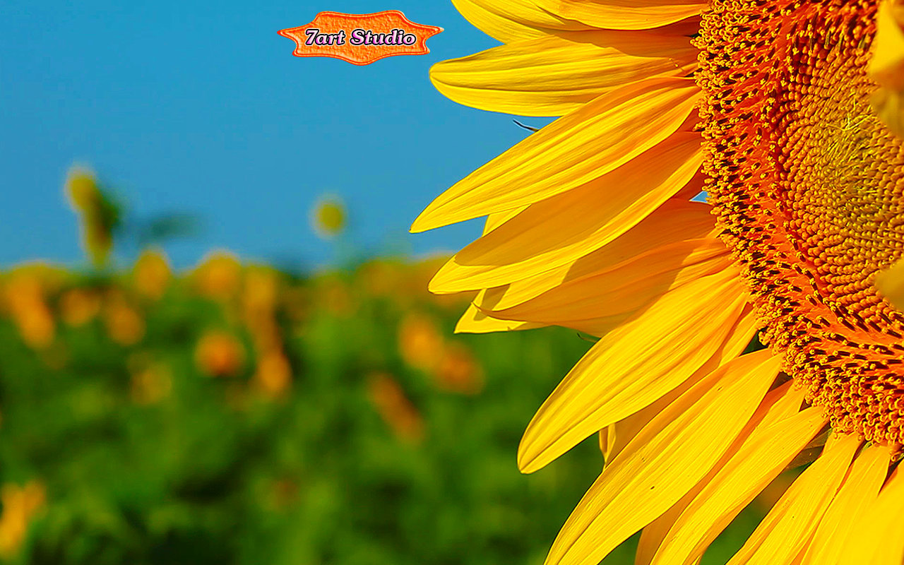 Sunflower screensaver animated desktop wallpaper   Sunflower