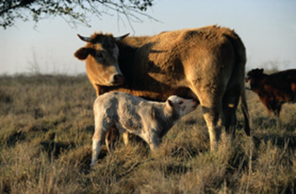 Dairy Cow Wallpaper HD Ox