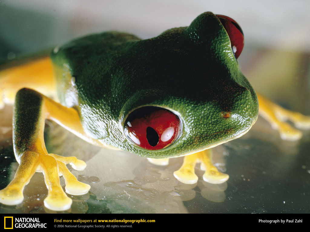 Tree Frog Picture Desktop Wallpaper