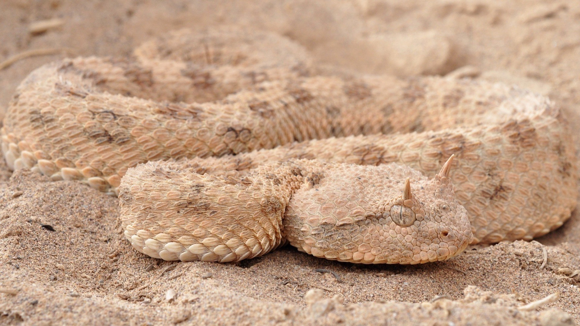 Horned Snake Wallpaper Viper