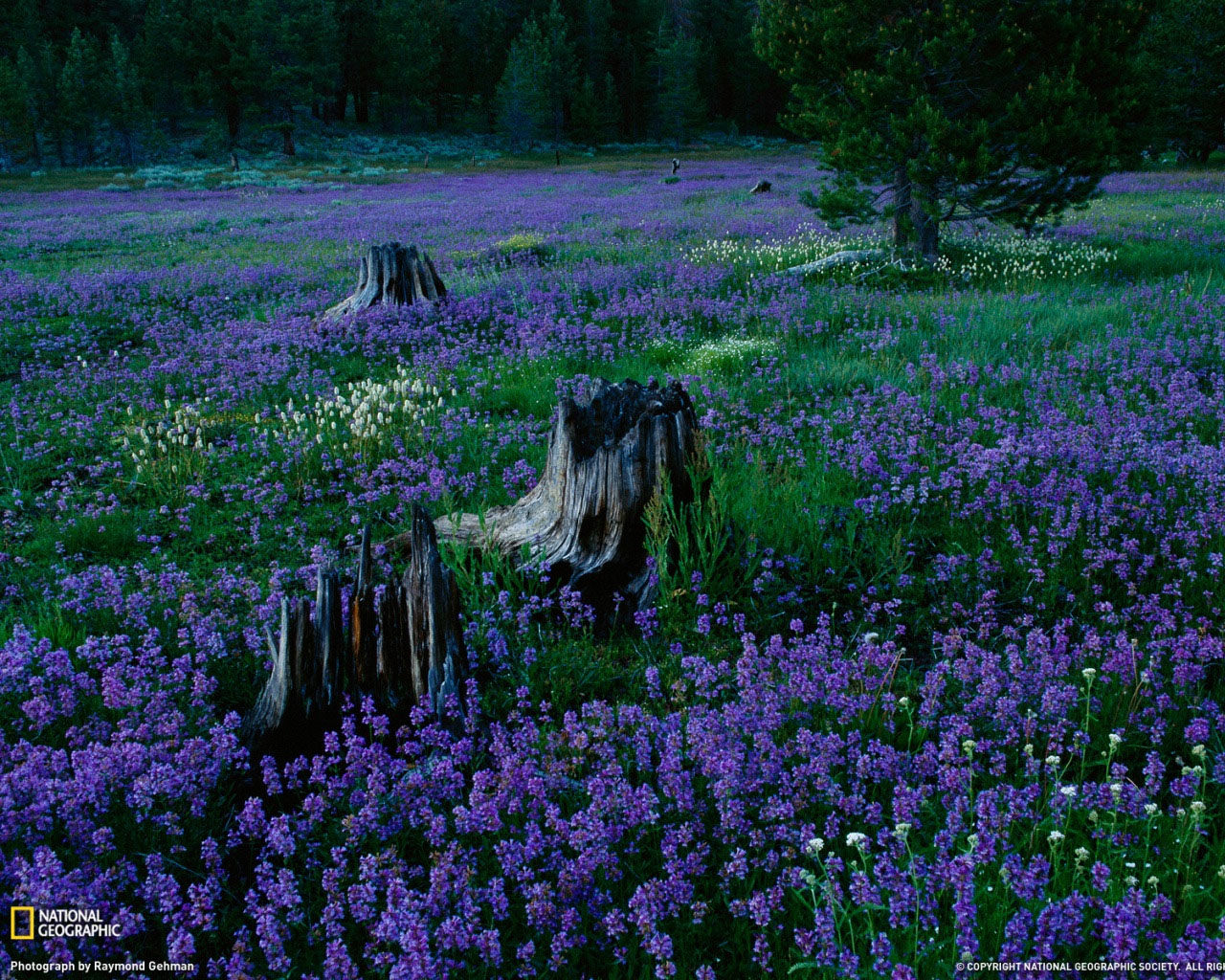 Image National Geographic Wallpaper Flowers Pc Android