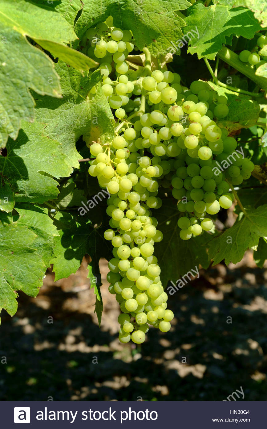 Vineyard Agriculture Wine Landscape Green Country Field
