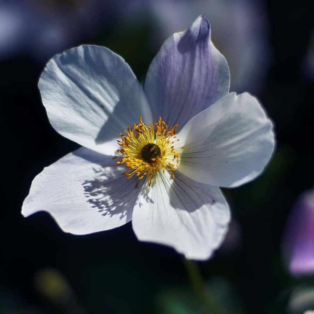 Anemone Flower Blooming In A Meadow Wallpaper