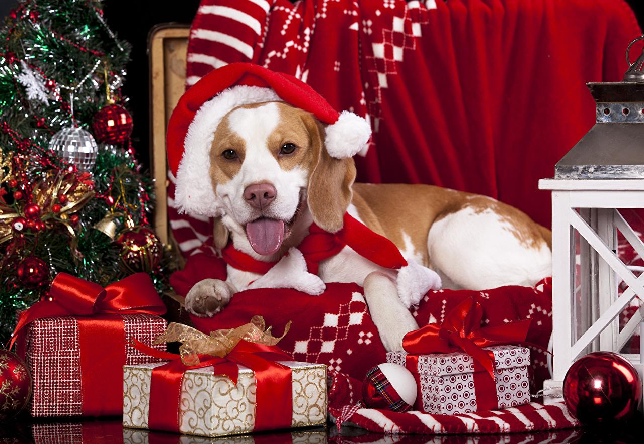 Image Beagle Dogs New Year Winter Hat Present Animal