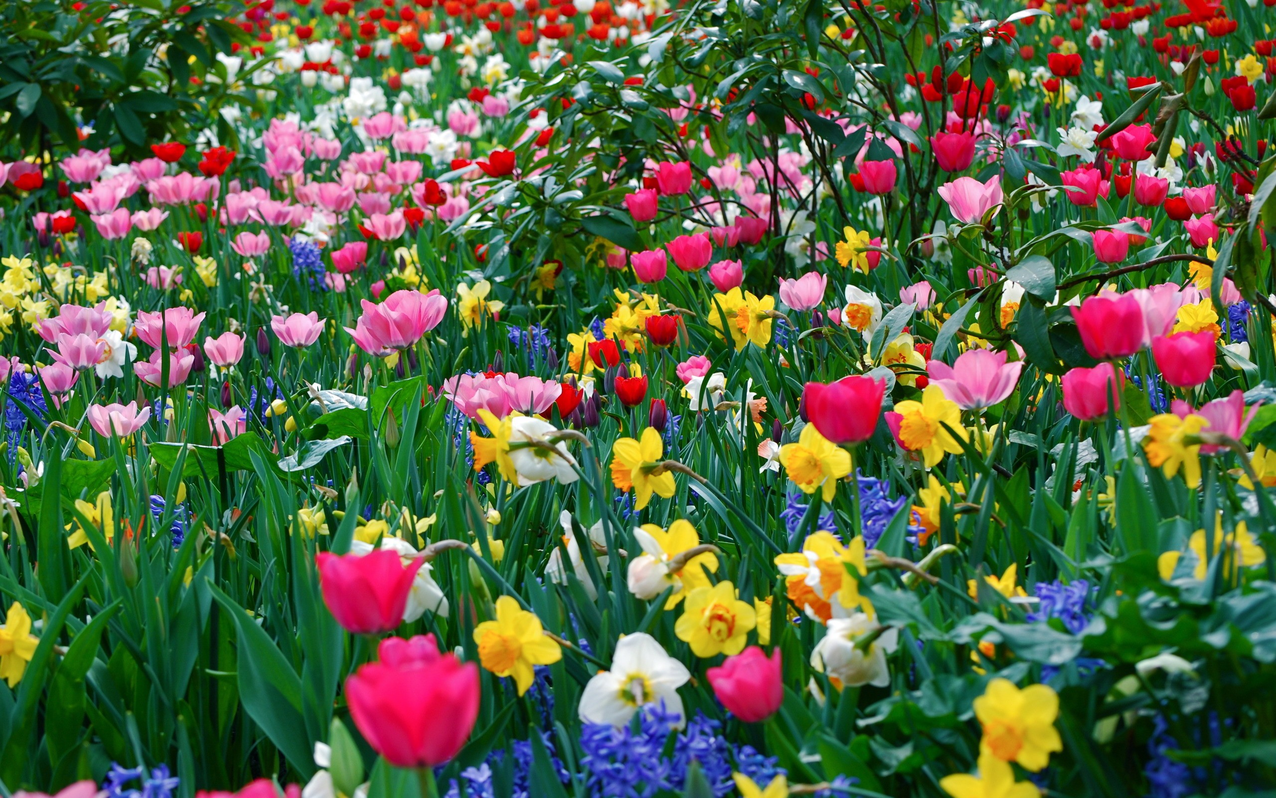 Colors Android Wallpaper Field Of Tulip HD For