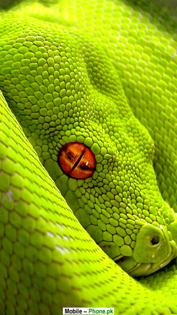Green Tree snake python HD wallpaper | 4K UHD, desktop background, reptile,  picture,