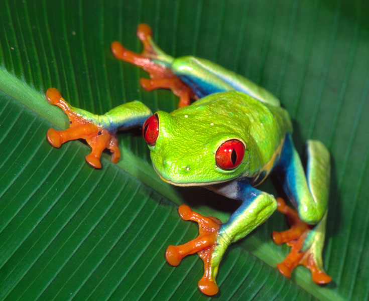 The Red Eyed Tree Frog Agalychnis Callidryas Info Biologypop