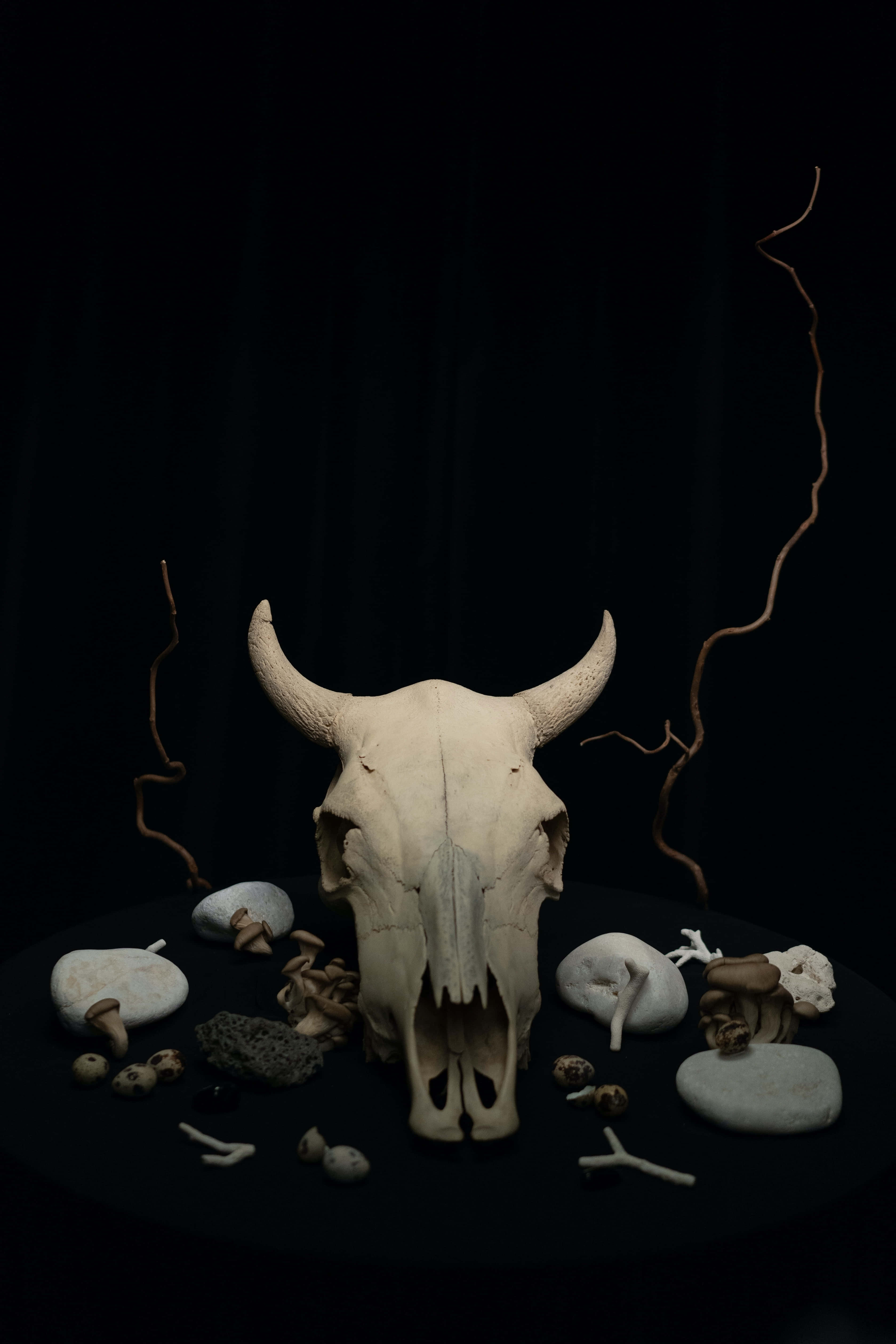 Bull Skull Wallpaper