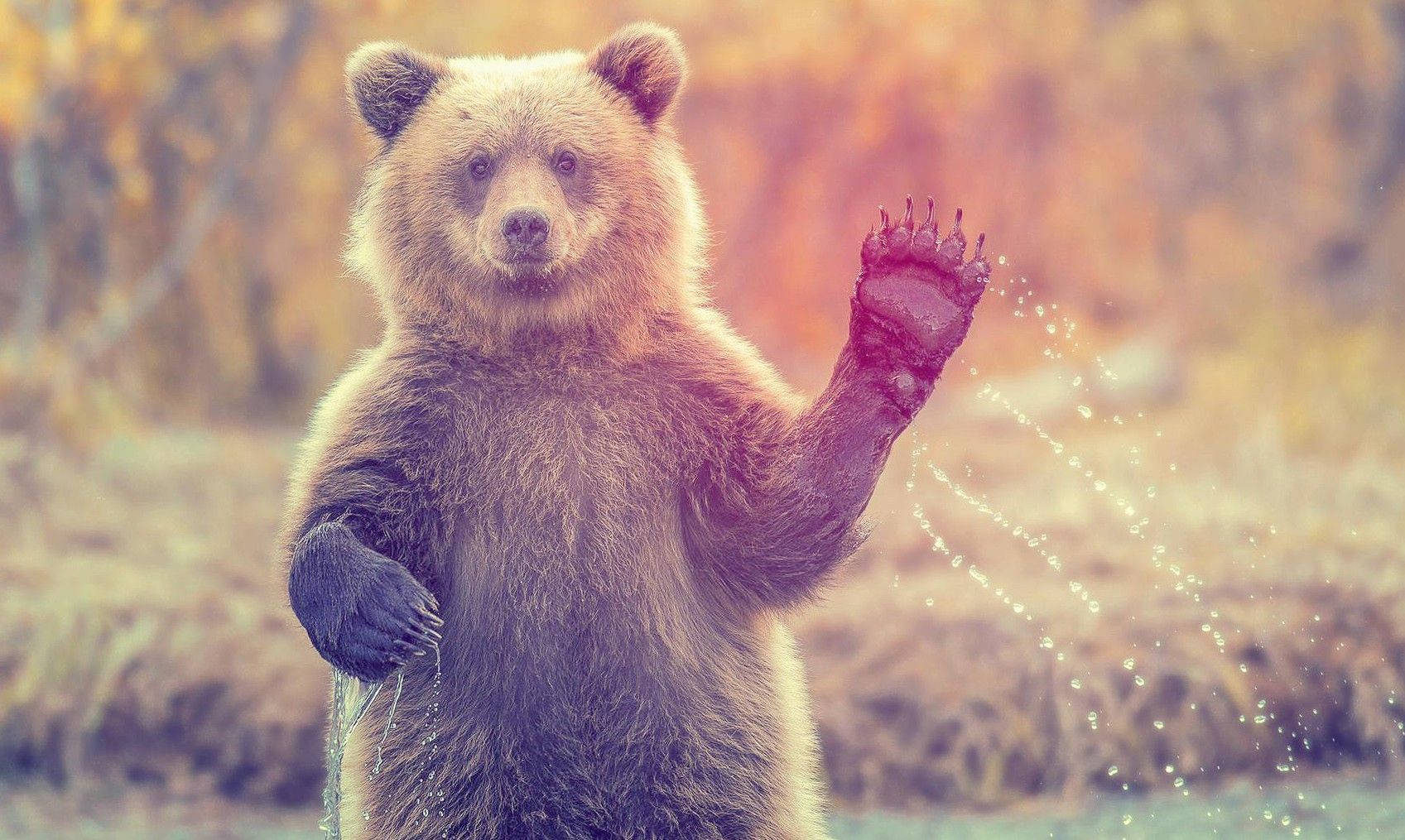 Animal Planet Wallpaper