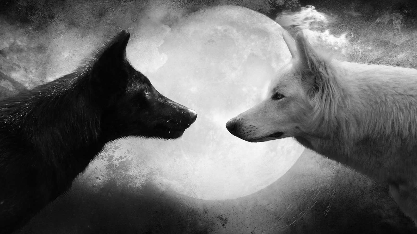 Black And White Wolf Desktop Wallpaper