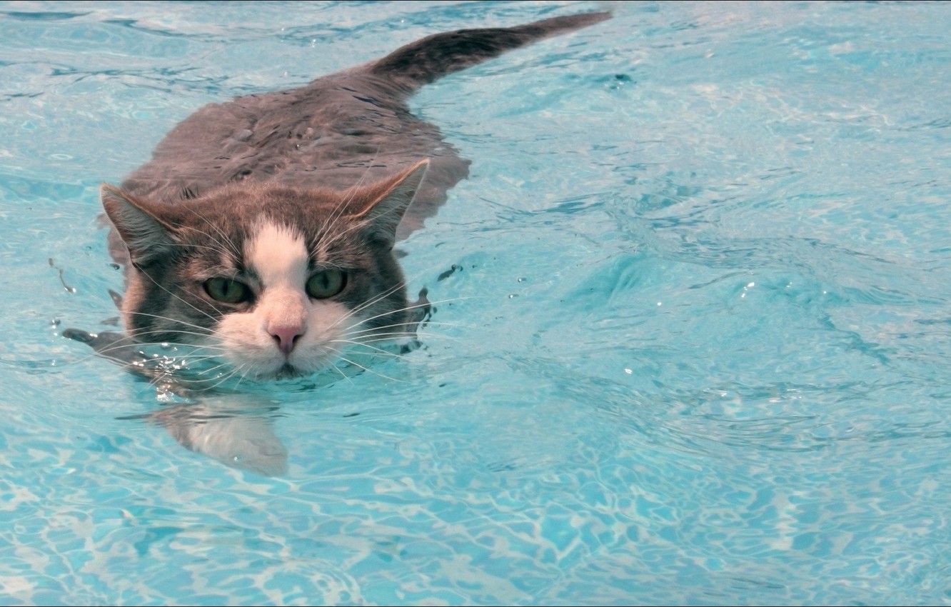 Wallpaper Water Cat Oops Animals Bm Image For Desktop