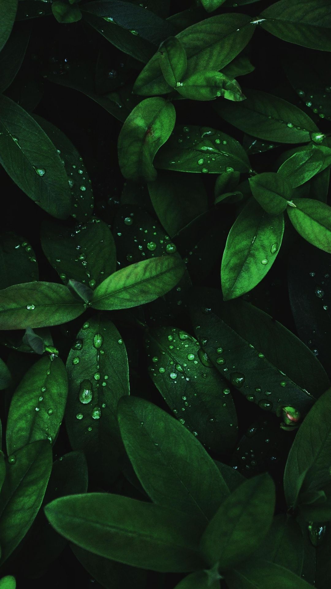 Flora Drops Green Leaves Wallpaper Marvel Hd Nature