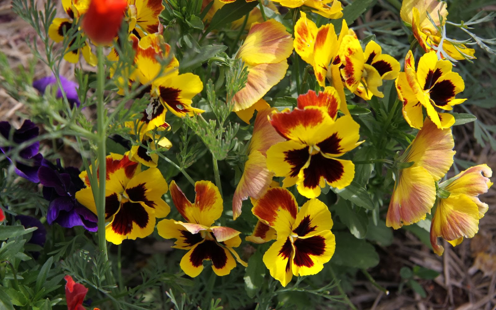 Wallpaper Pansy Flowers
