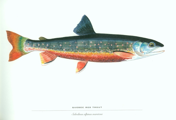 Fish Trout Wallpaper