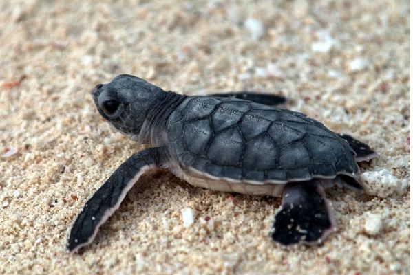 Baby Sea Turtle Heading To The Facts And Information