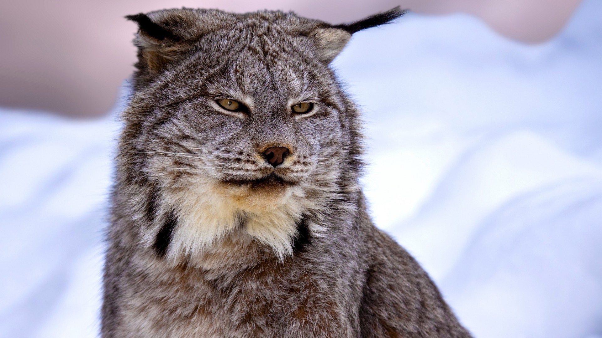 Canadian Lynx Snow HD Wallpaper Background Images